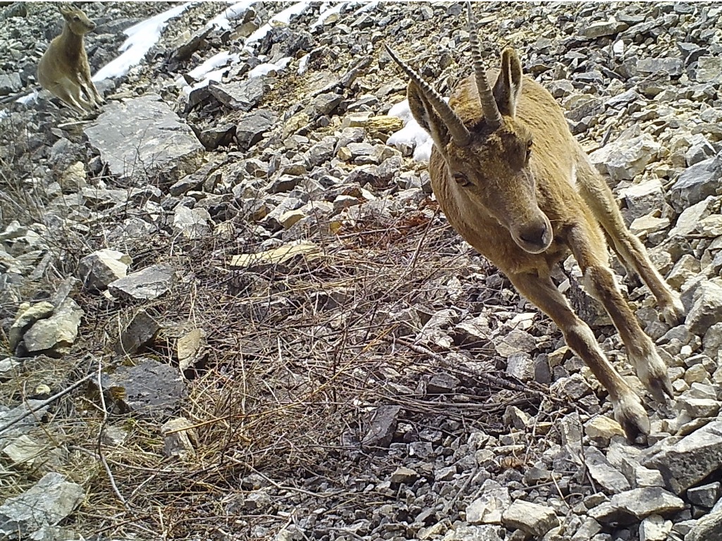 Экология диких животных. Фотоловушки в Киргизстане.