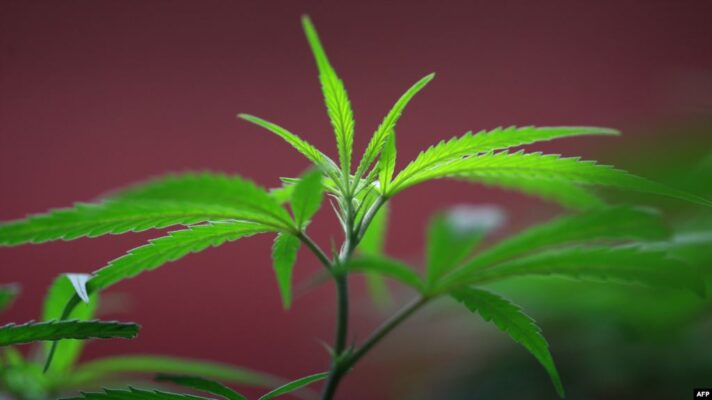 в киргизии предлагают легализовать марихуану