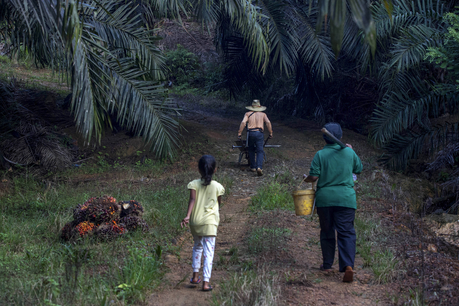 Девочка помогает родителям, работающим на плантации масличных пальм в Малайзии