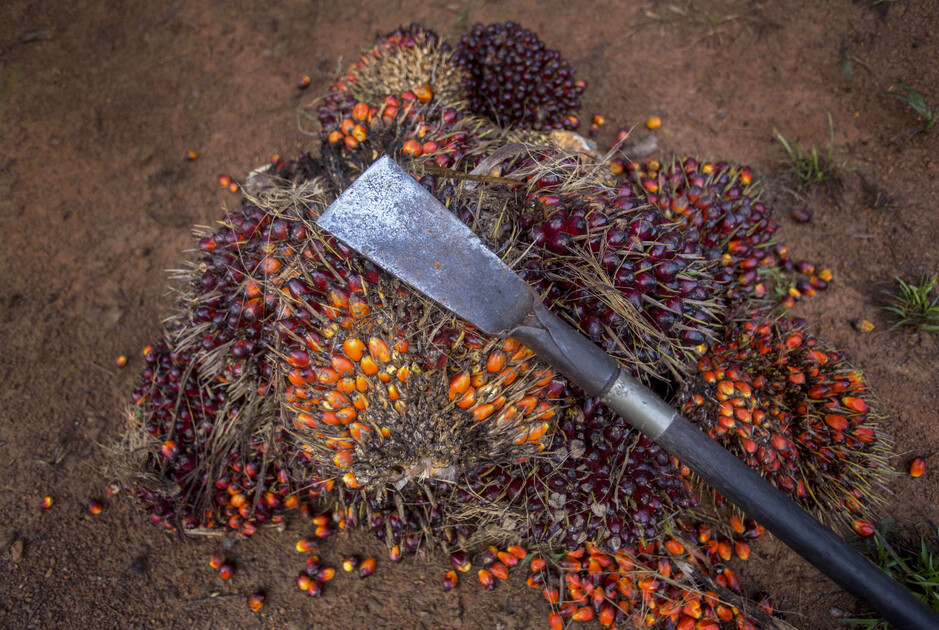 Инструмент для сбора плодов масличных пальм на плантации в Малайзии