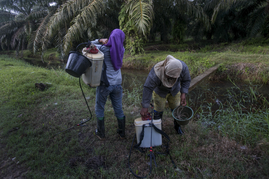 Работницы с пестицидами на плантации масличных пальм